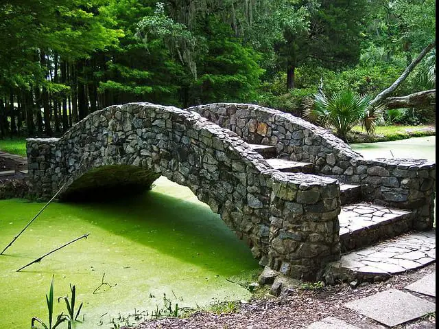 algae and duckweed in river with bridge