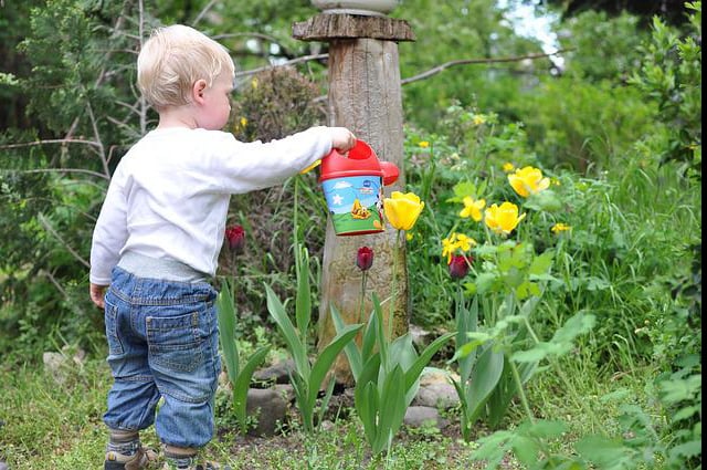 blonde kid watering tulips in garden