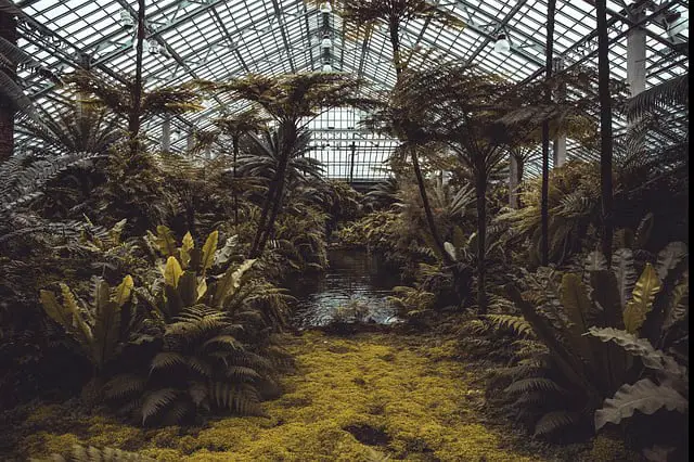 ferns and older plants and moss in conservatory