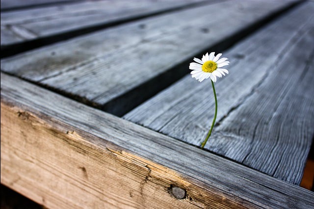 flower poking through wooden pier looking for love