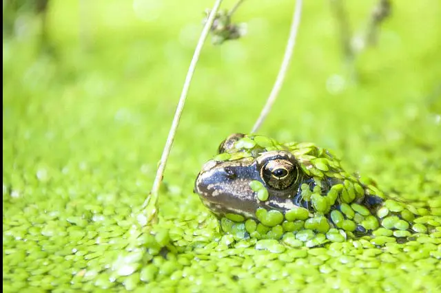 frog in duckweed pond