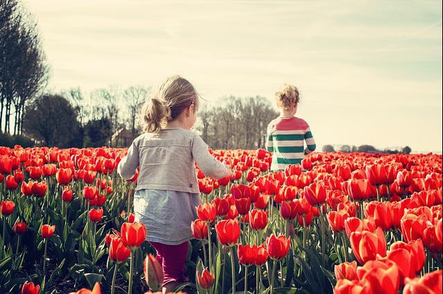 kids playing in red tulip garden field