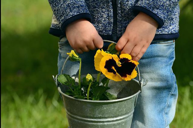 kid carrying pail of flowers in garden