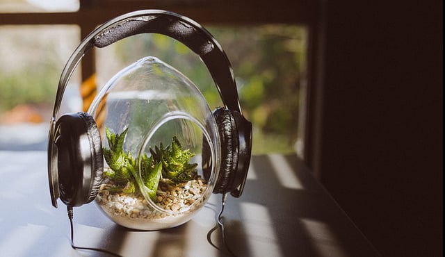 headphones on small cactus plants in glass terrarium
