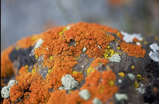 orange and blue and yellow lichens on rock